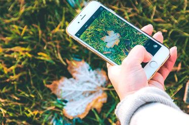 Aplicativos para reconhecer planta pelo celular