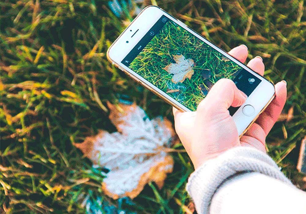 Aplicativos para reconhecer planta pelo celular