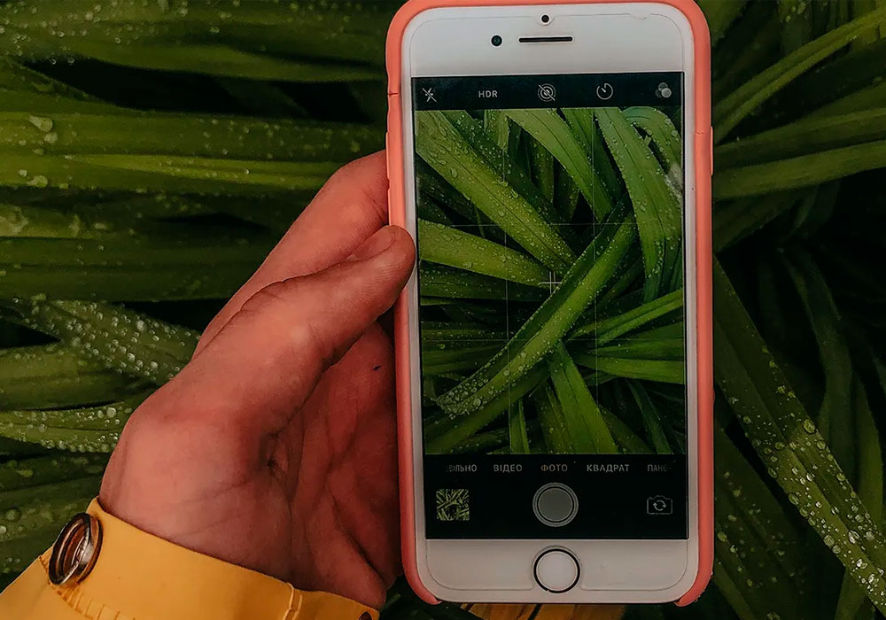 Reconhecer planta com aplicativo