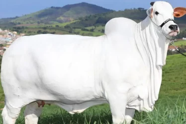 Aplicativo para pesar o gado usando o celular