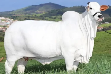 Como rastrear o Boi pelo celular