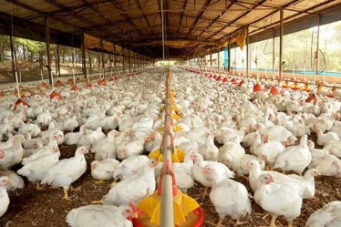 Aplicativo para pesar o frango pelo celular