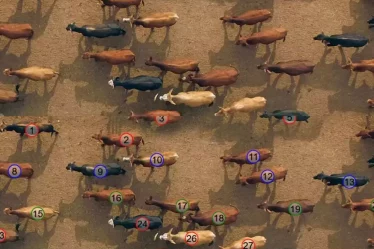 Aplicativo para contar gado pelo celular