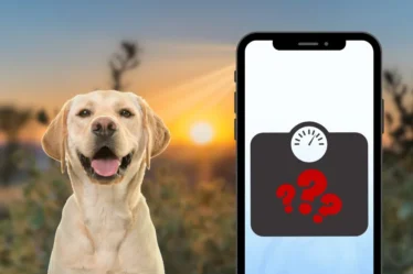 Aplicativo de pesar animal de estimação